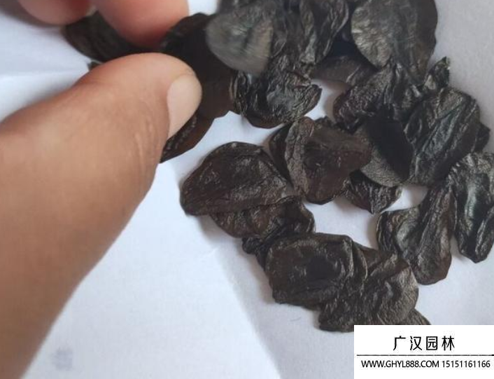 朱頂紅種子