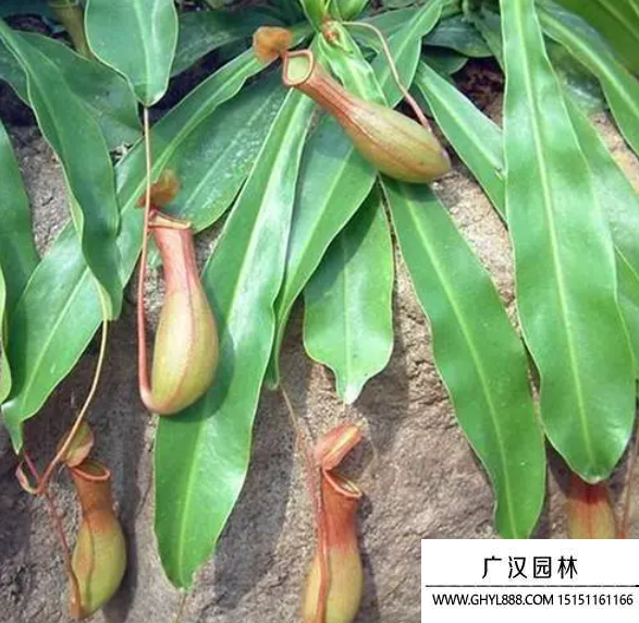 豬籠草種子