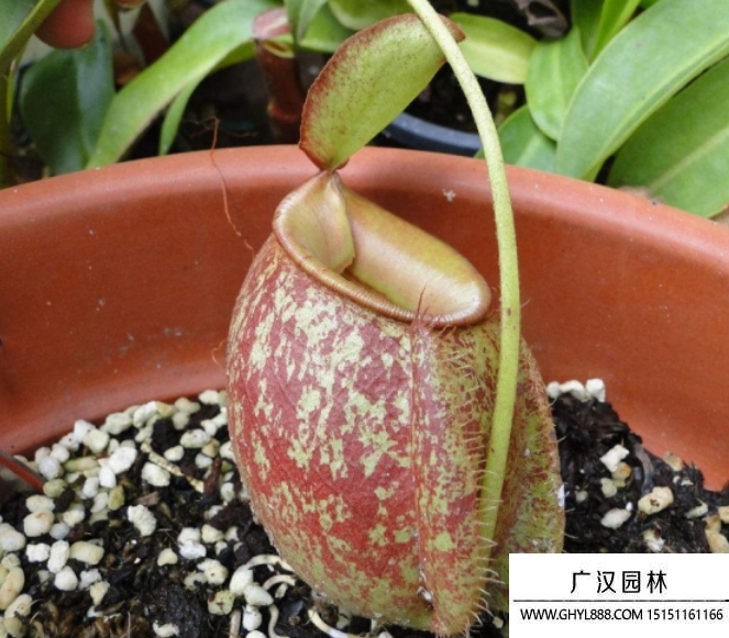 豬籠草種子
