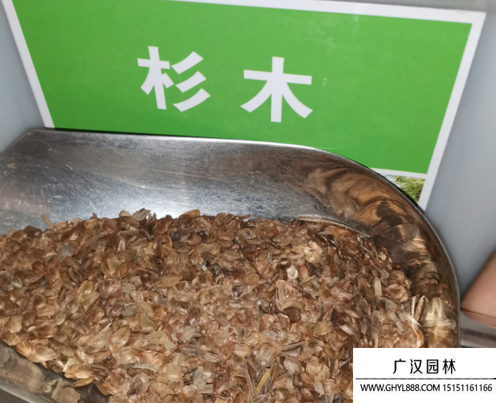 杉木種子