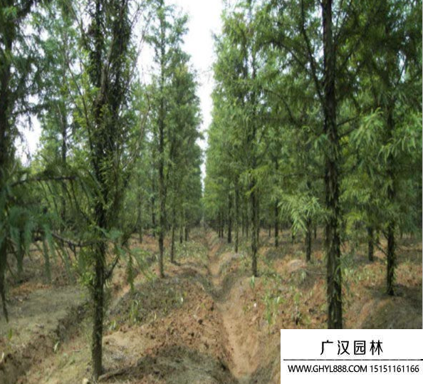 水杉樹