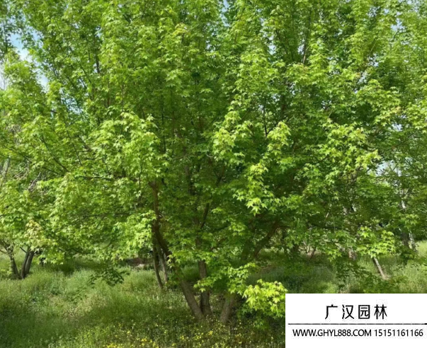 叢生元寶楓