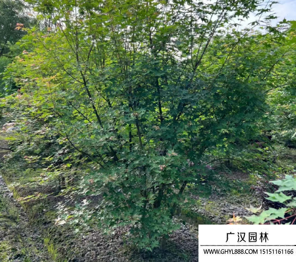 叢生元寶楓
