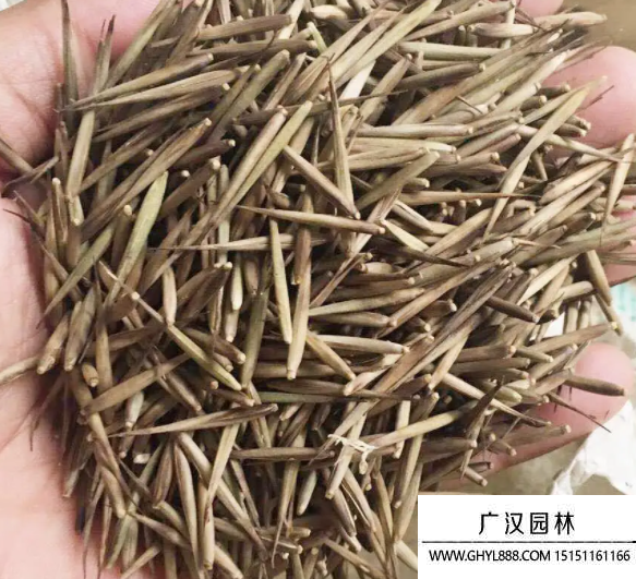 毛竹種子