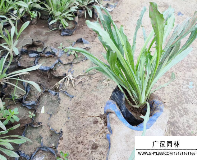 藍菊