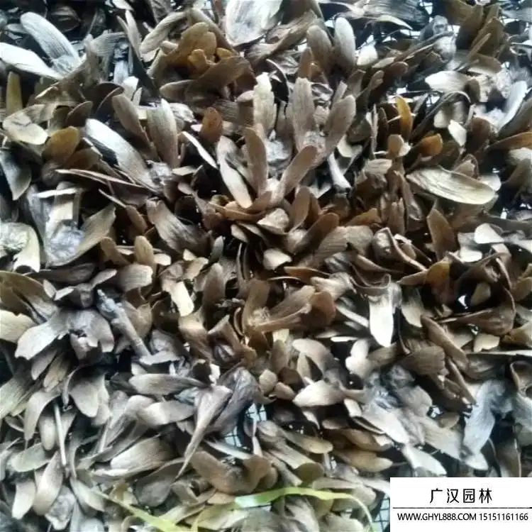 楓揚種子