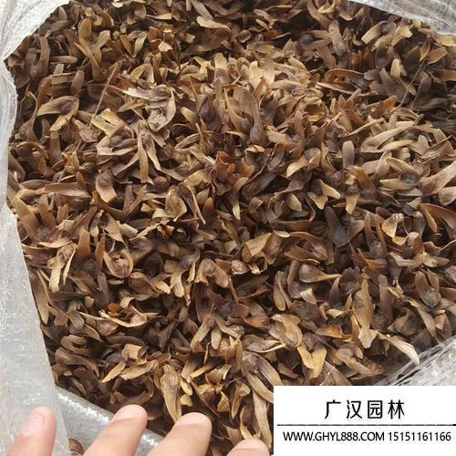 楓揚種子