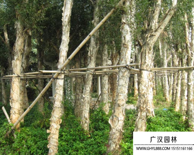 白千層