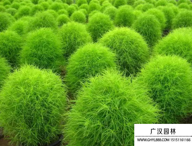 掃帚菜