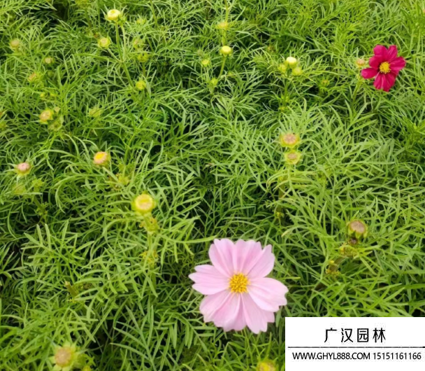 掃帚梅