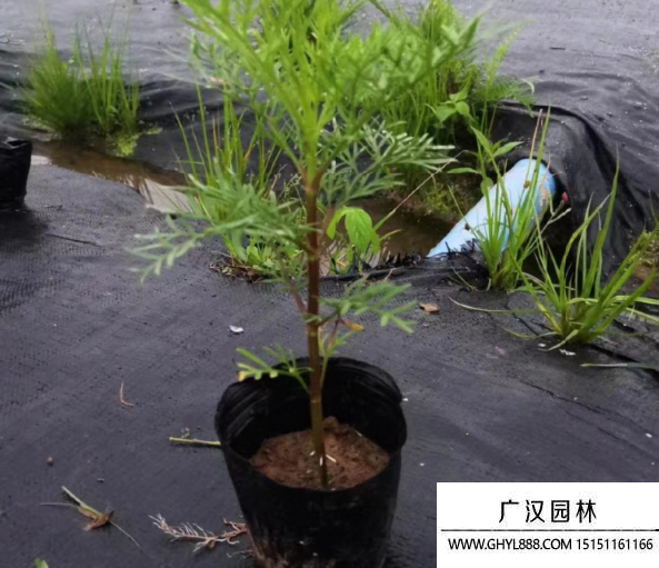 掃帚梅