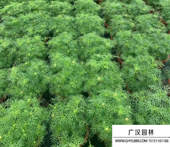 掃帚梅
