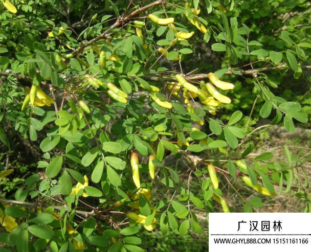 樹錦雞兒種子