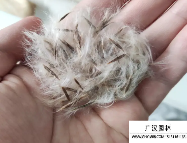 楸樹種子