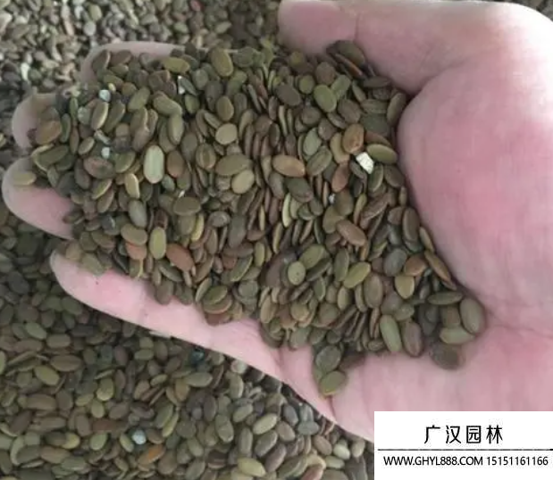 合歡種子