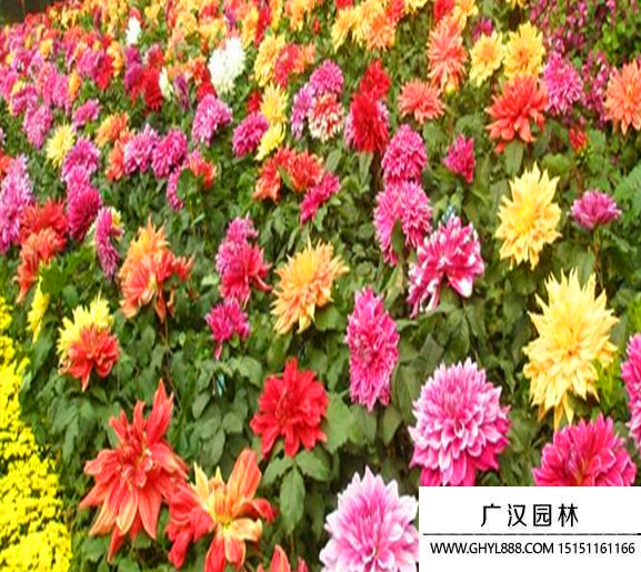 大麗花