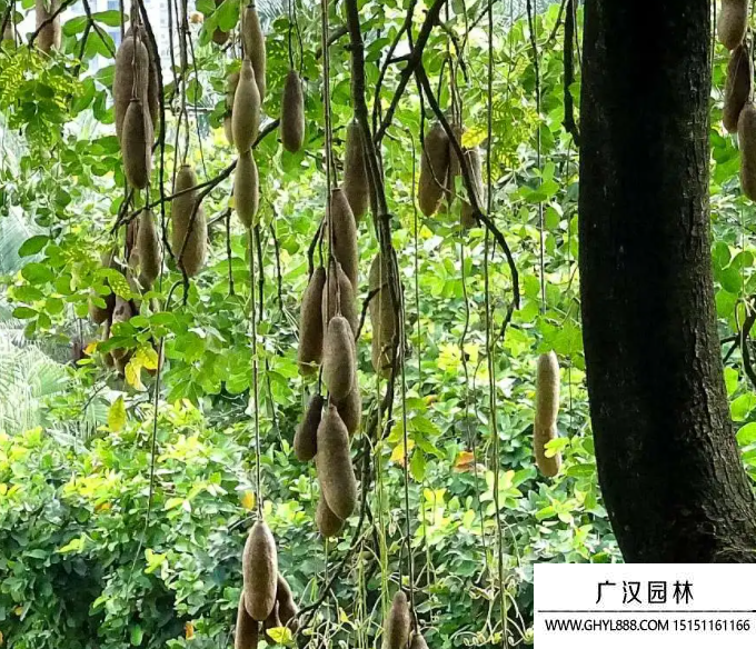 吊瓜樹