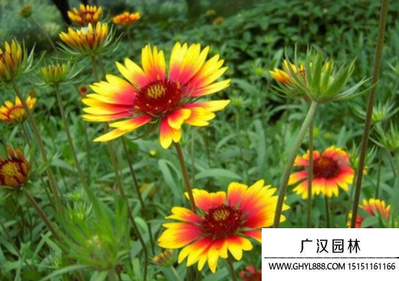 無人菊