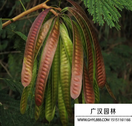 合歡樹種子