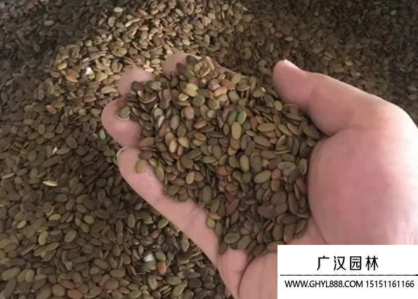 合歡樹種子
