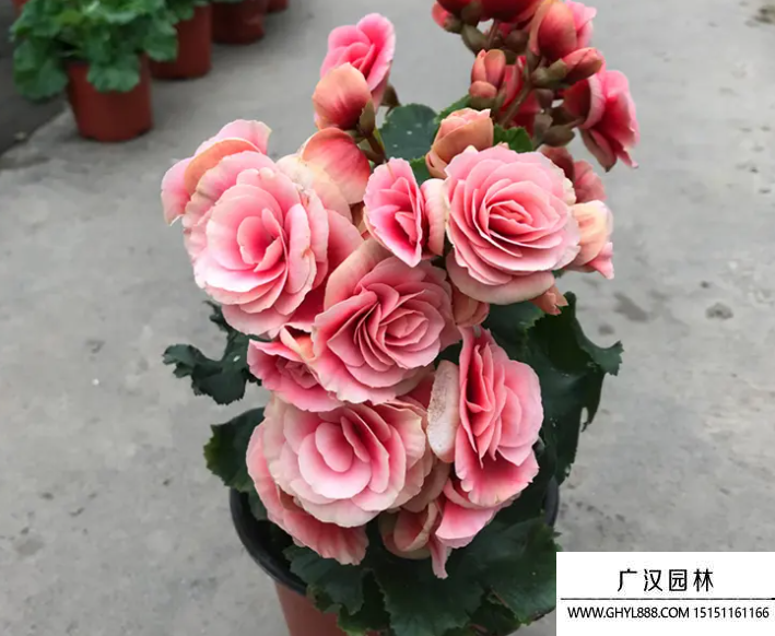 麗格海棠