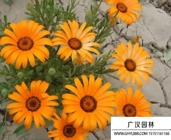 異果菊種子