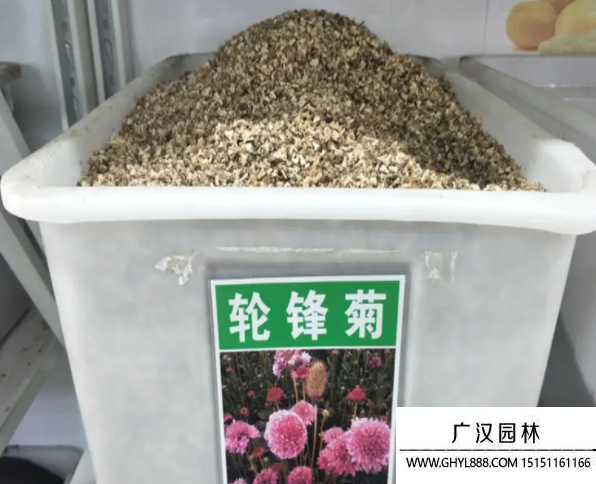 輪峰菊種子