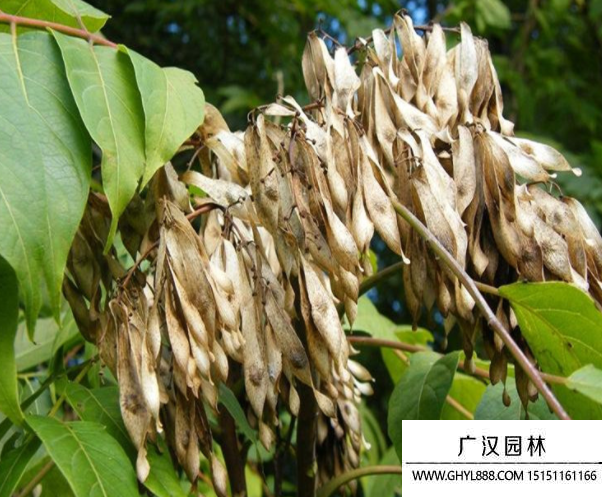 臭椿種子