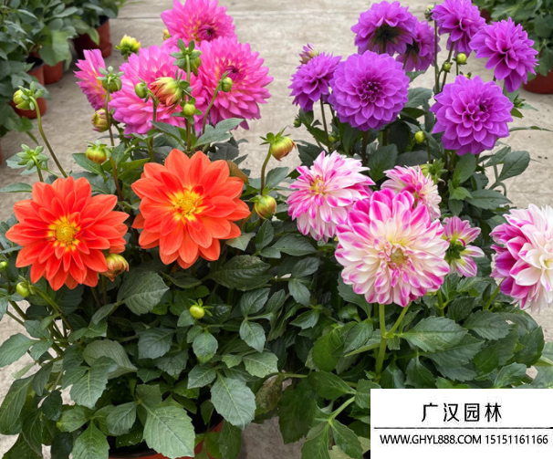 小麗花