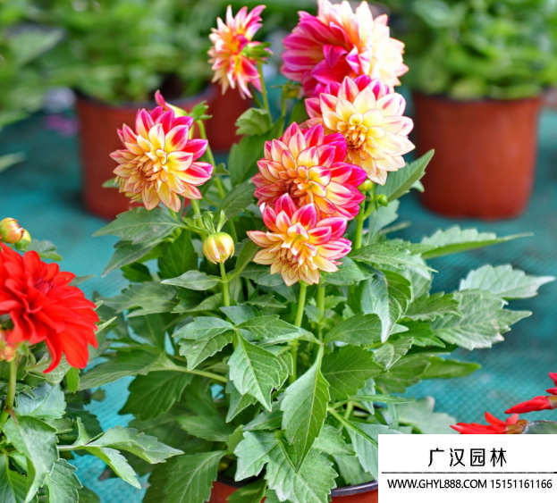 小麗花