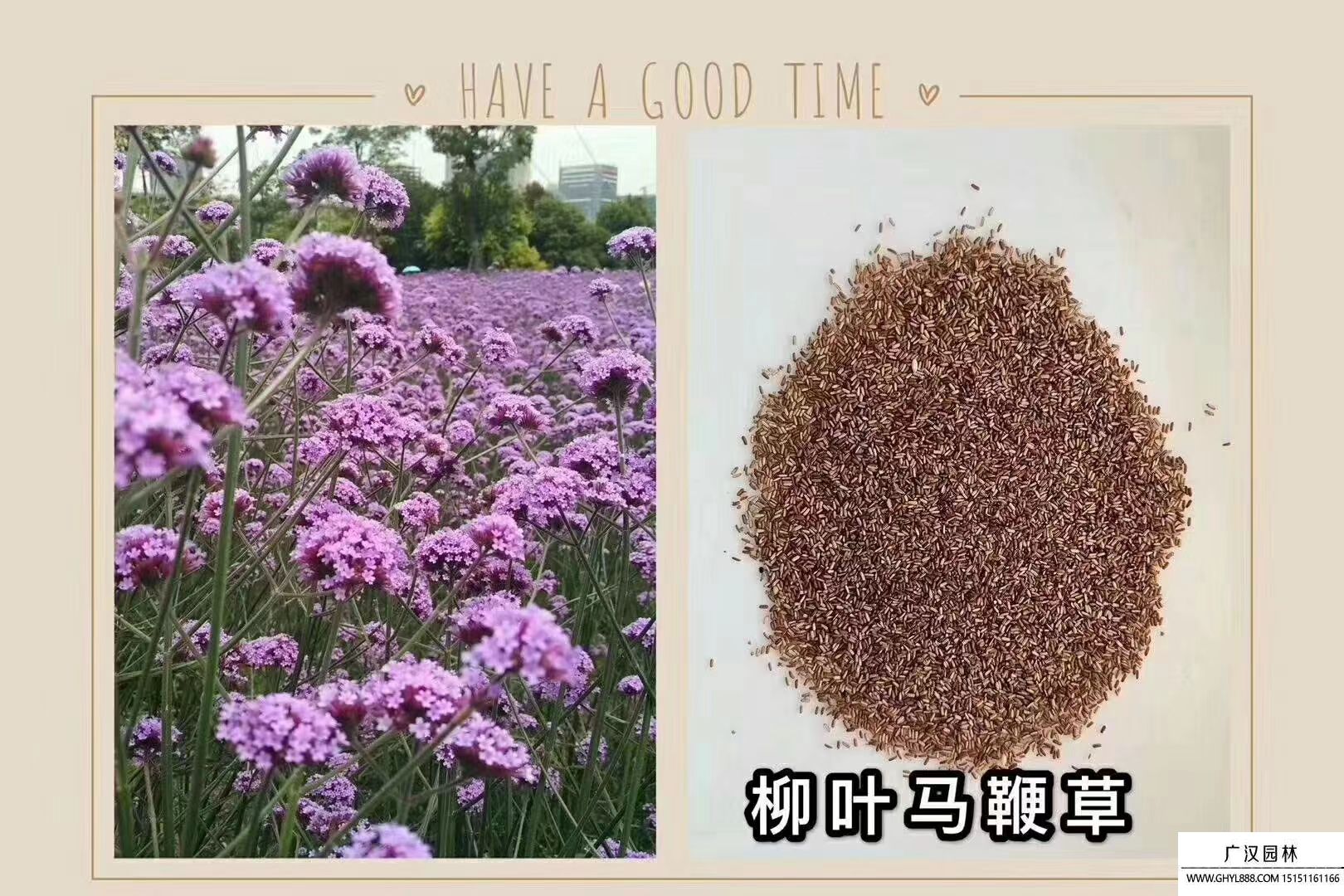 馬鞭草種子