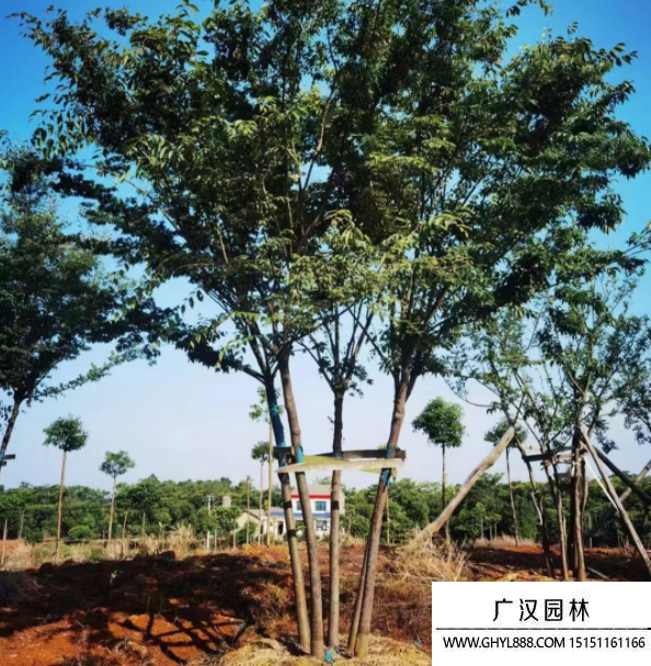 叢生櫸樹