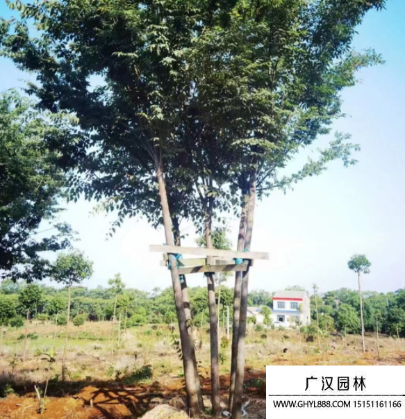 叢生櫸樹