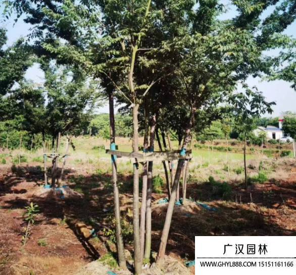 叢生櫸樹