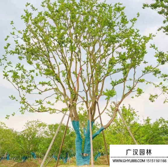 叢生烏桕