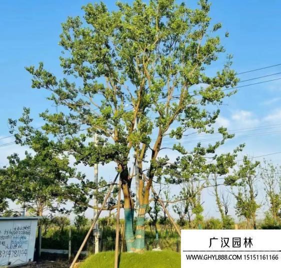 叢生烏桕