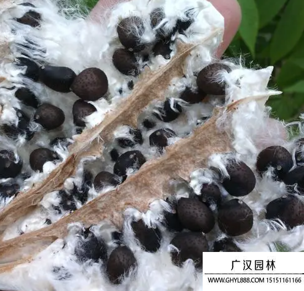美麗異木棉種子
