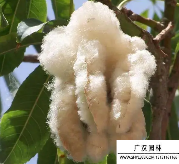 美麗異木棉種子