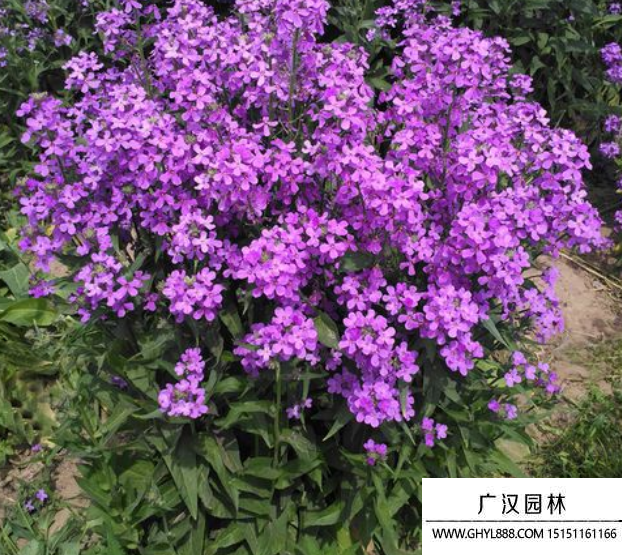 藍香芥種子