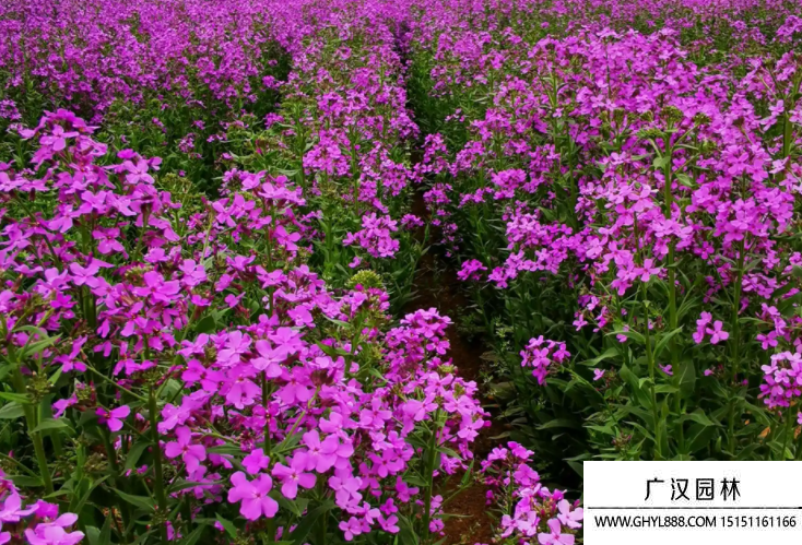 藍香芥種子