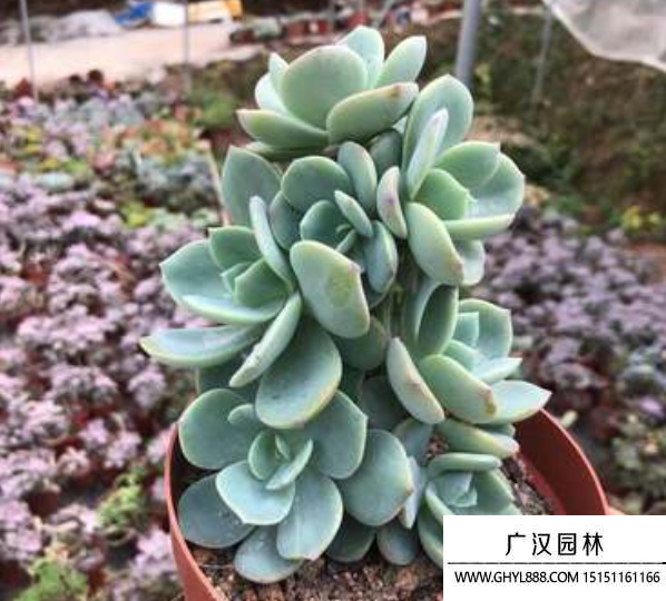 白鳳