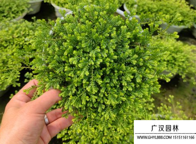 青龍草