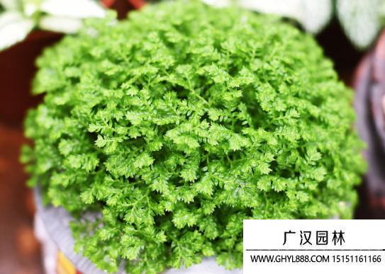 青龍草