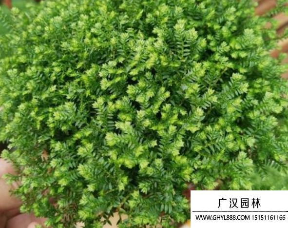 青龍草