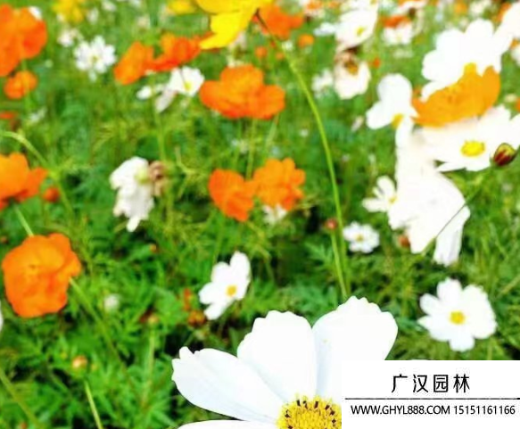 波斯菊