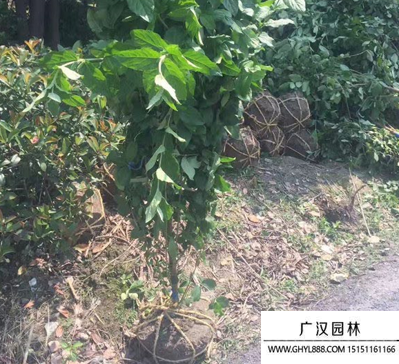 臘梅