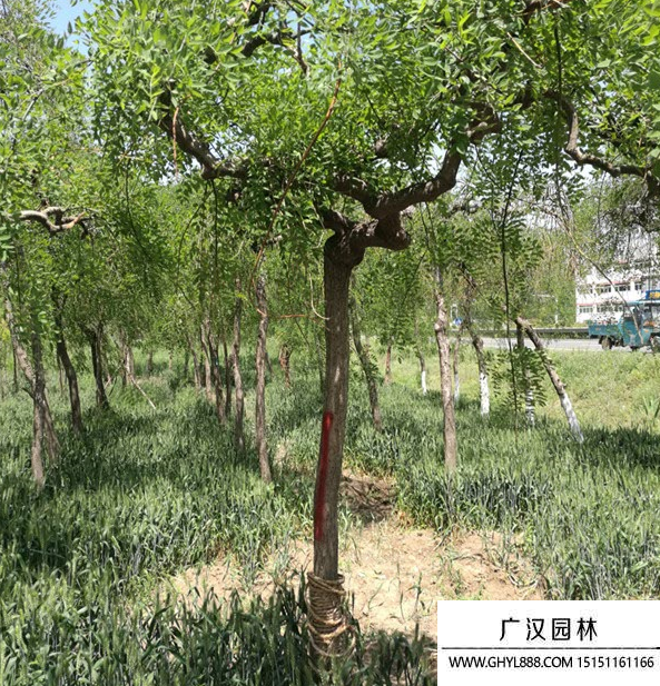 龍爪槐