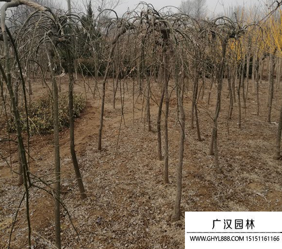 龍爪槐