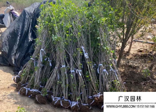 叢生丁香