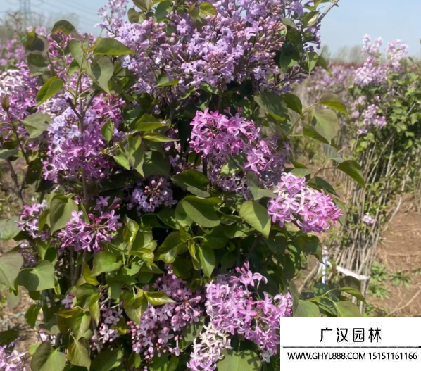 叢生丁香